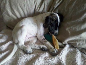 Perdita Perdita a rescue dog