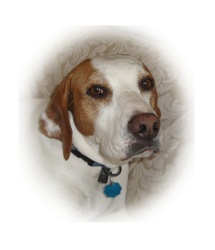 Sassy Need Our Help Sassy Dog that needs our help